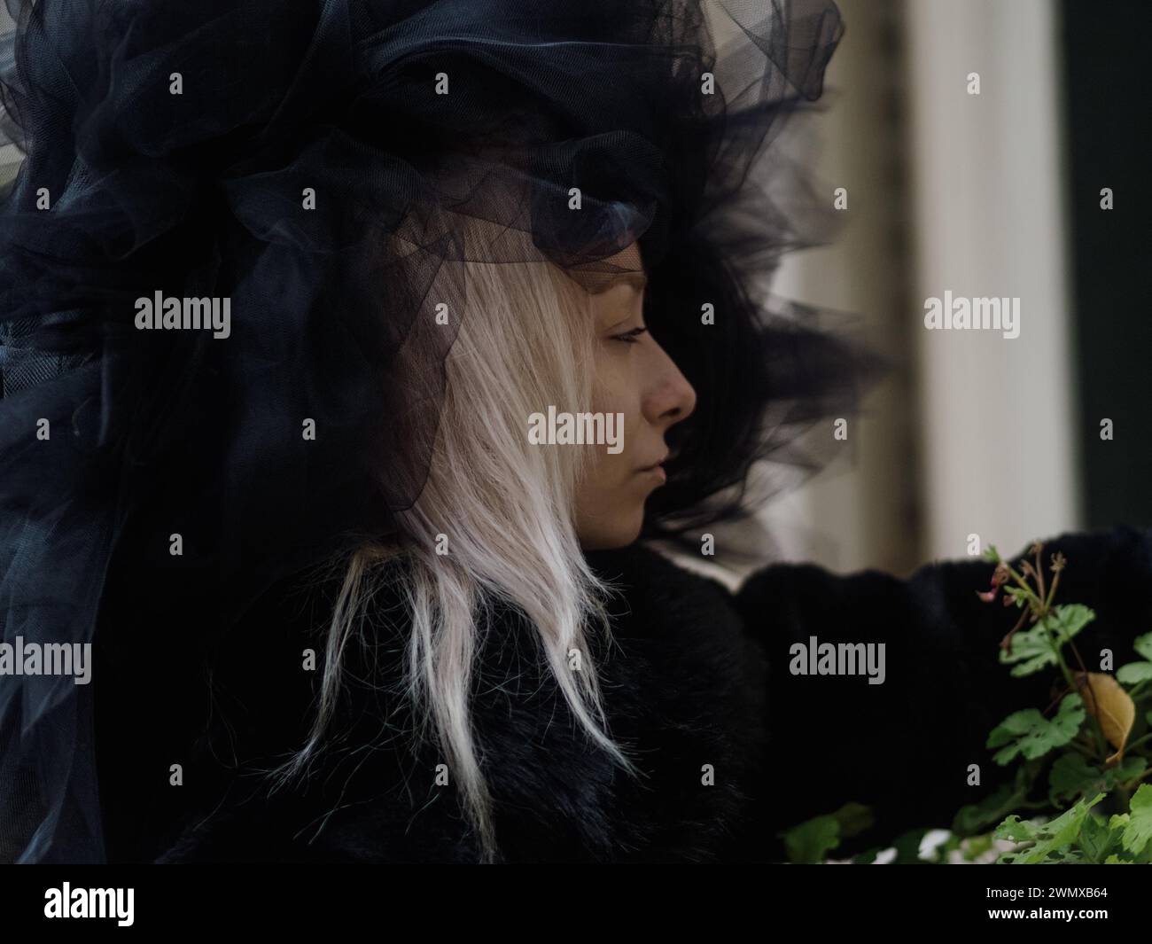 Profilo di una giovane donna bianca nordica bionda in platino con capelli che soffiano, indossando un cappello in tulle nero, contro il verde Foto Stock