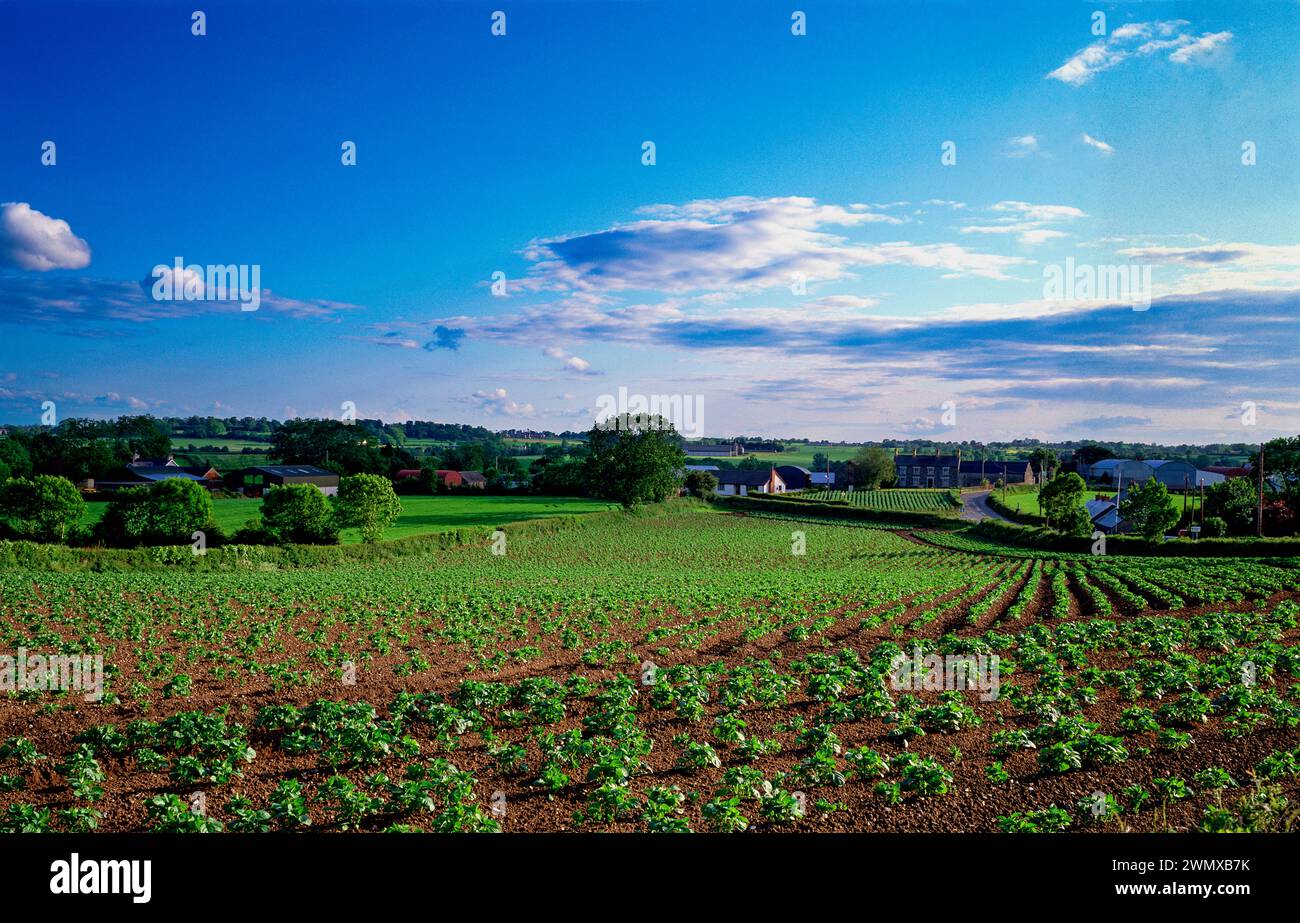 Campi di patate in primavera vicino a Moira, Contea di Down, Irlanda del Nord Foto Stock