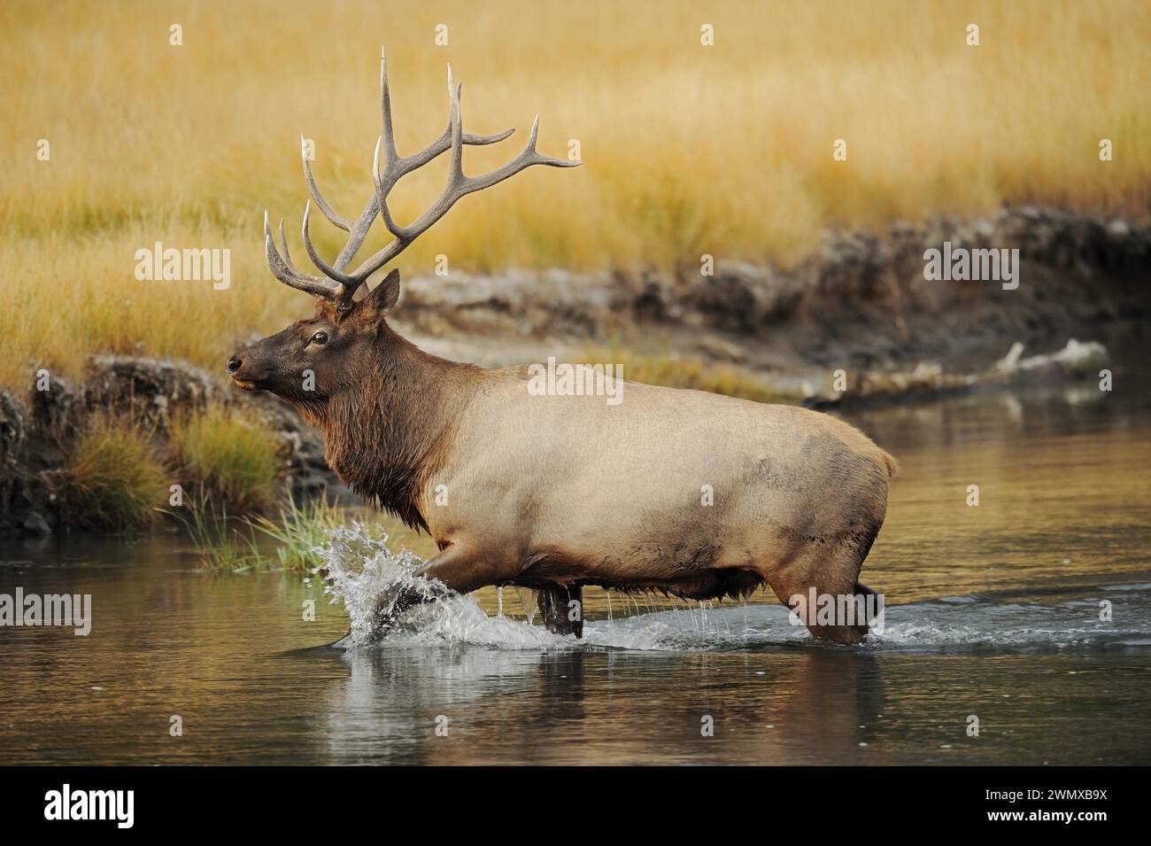 Wapiti (Cervus canadensis, Cervus elaphus canadensis), uomo che attraversa un fiume, Yellowstone National Park, Wyoming, USA Foto Stock