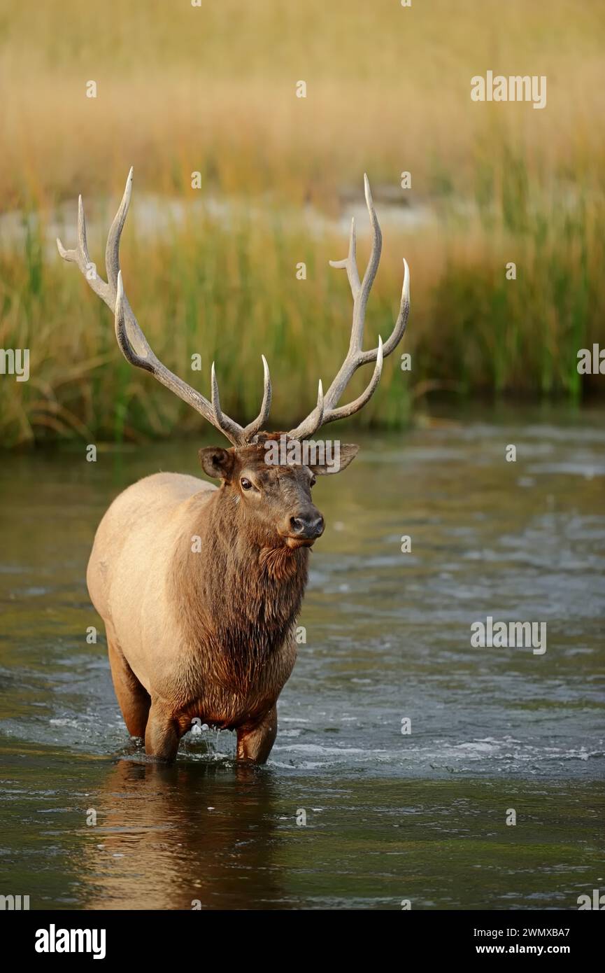 Wapiti (Cervus canadensis, Cervus elaphus canadensis), uomo che attraversa un fiume, Yellowstone National Park, Wyoming, USA Foto Stock