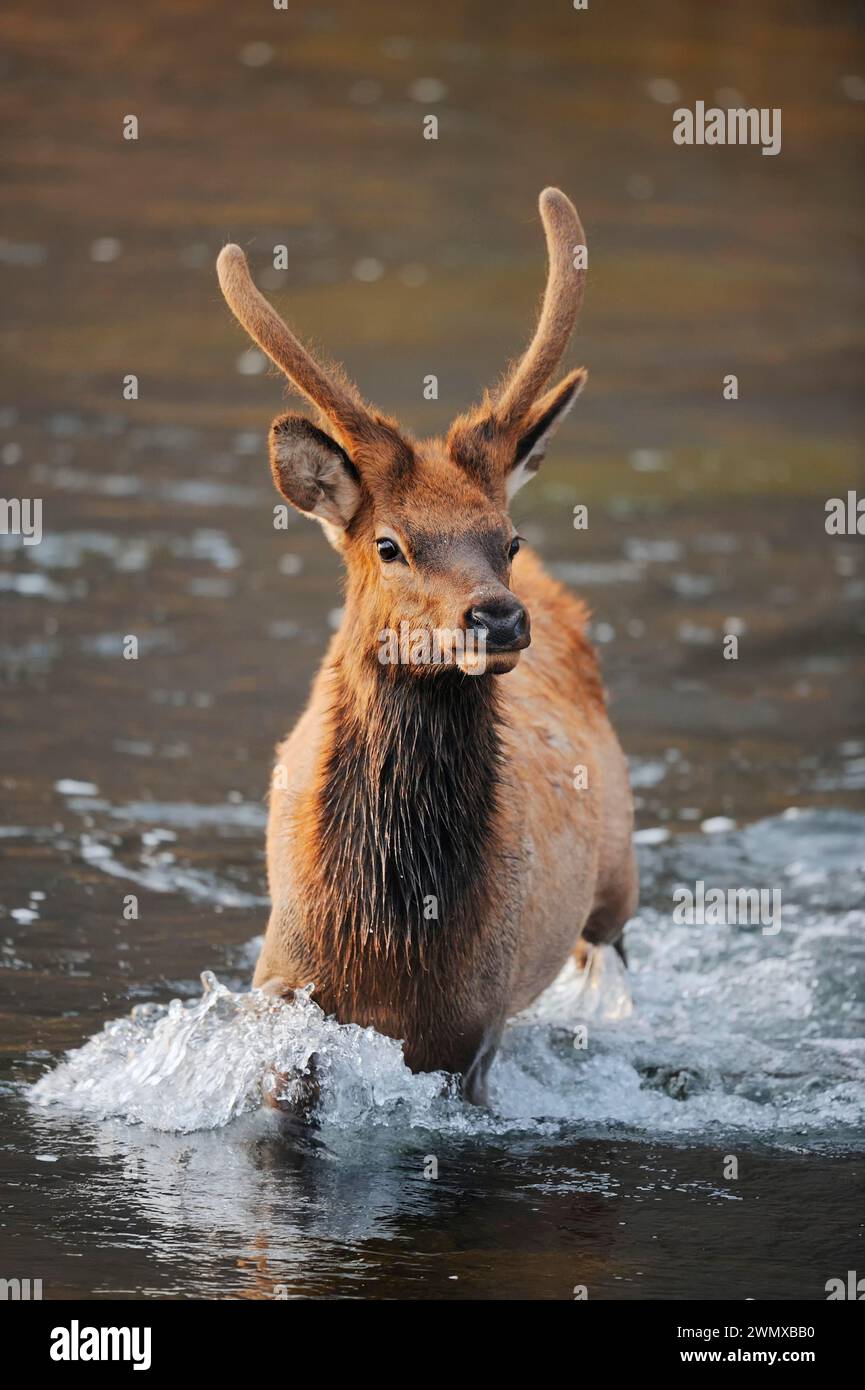 Wapiti (Cervus canadensis, Cervus elaphus canadensis), uomo che attraversa un fiume, Yellowstone National Park, Wyoming, USA Foto Stock