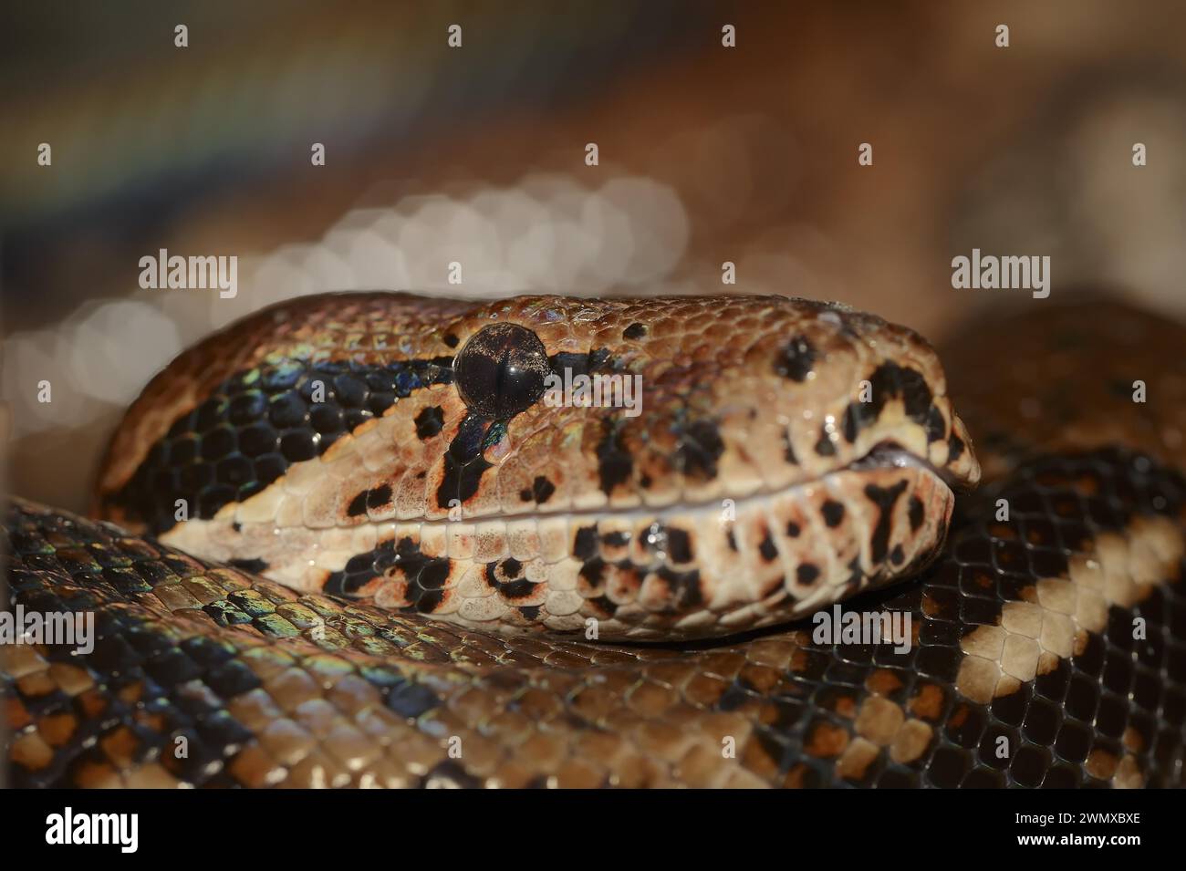 Boa settentrionale comune (Boa constrictor imperator), prigioniero, che si verifica nell'America centrale e meridionale Foto Stock