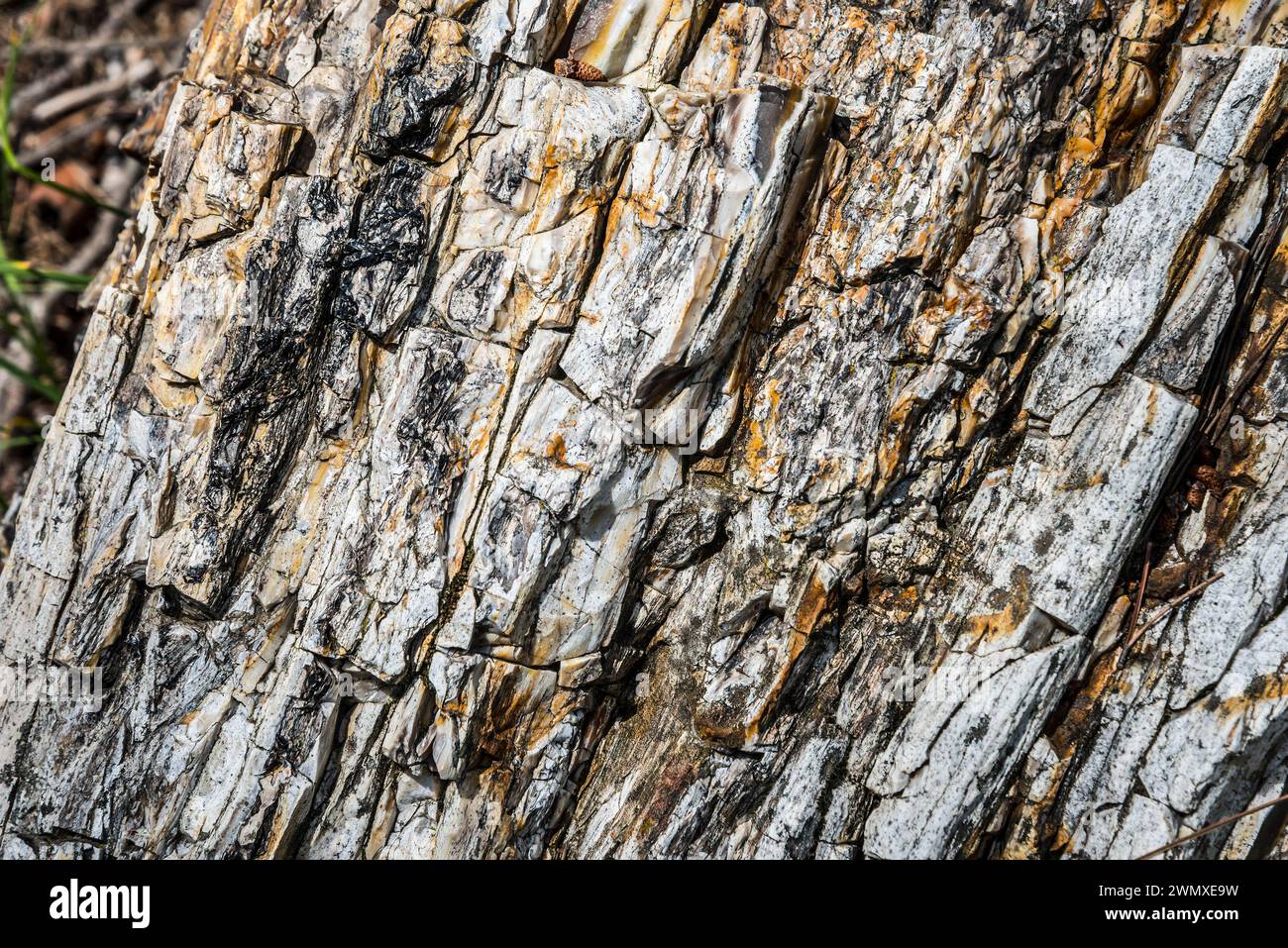 Vista dettagliata della superficie ruvida di un tronco di albero fossilizzato, della foresta pietrificata, di Lefkimis, della Macedonia orientale e della Tracia, della Grecia Foto Stock