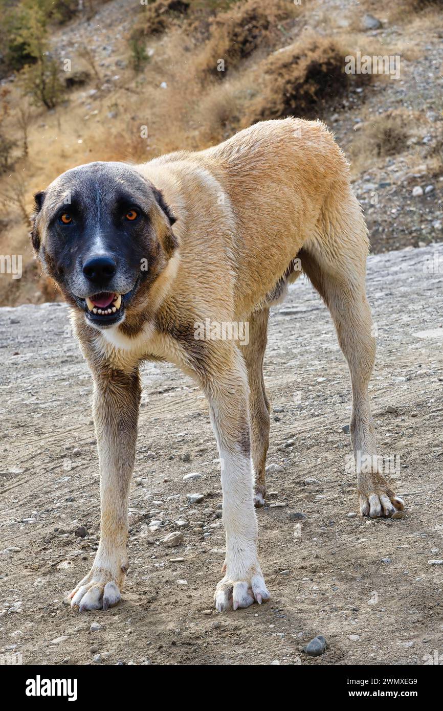 Cane da pastore Kangal lungo la strada, Turchia Foto Stock