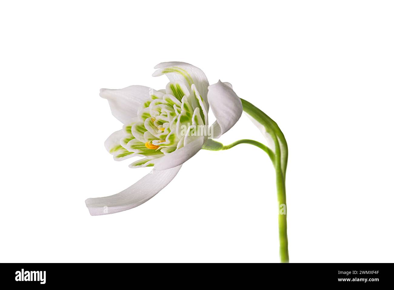 Fiore della doppia goccia di neve (Galanthus nivalis Flore Pleno) su sfondo bianco, Baviera, Germania Foto Stock