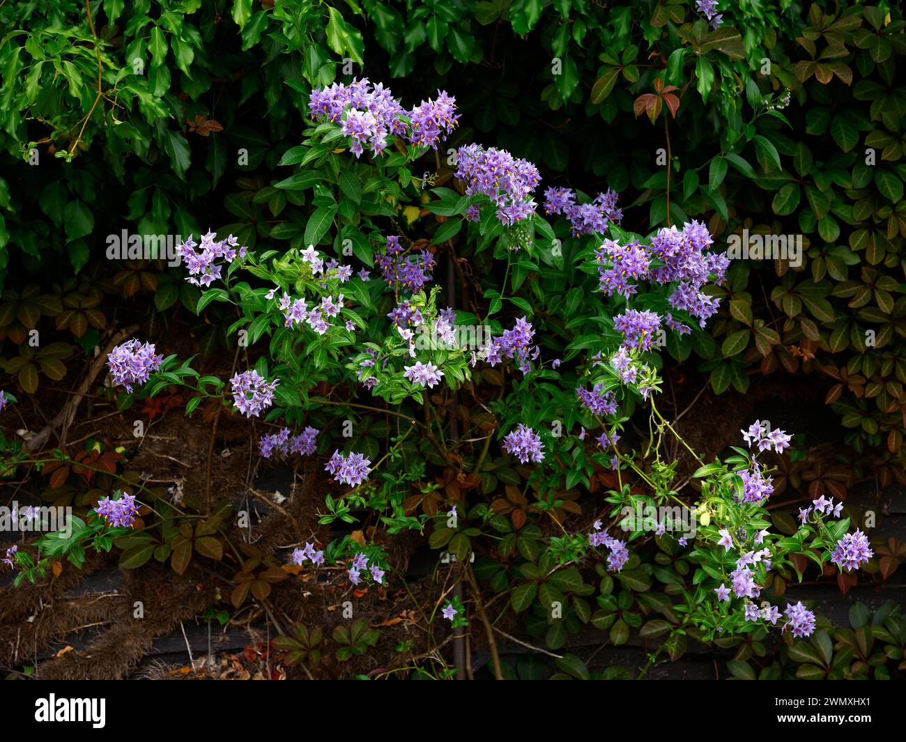 Primo piano dei fiori viola blu della pianta perenne d'arrampicata solanum crispum Glasnevin. Foto Stock