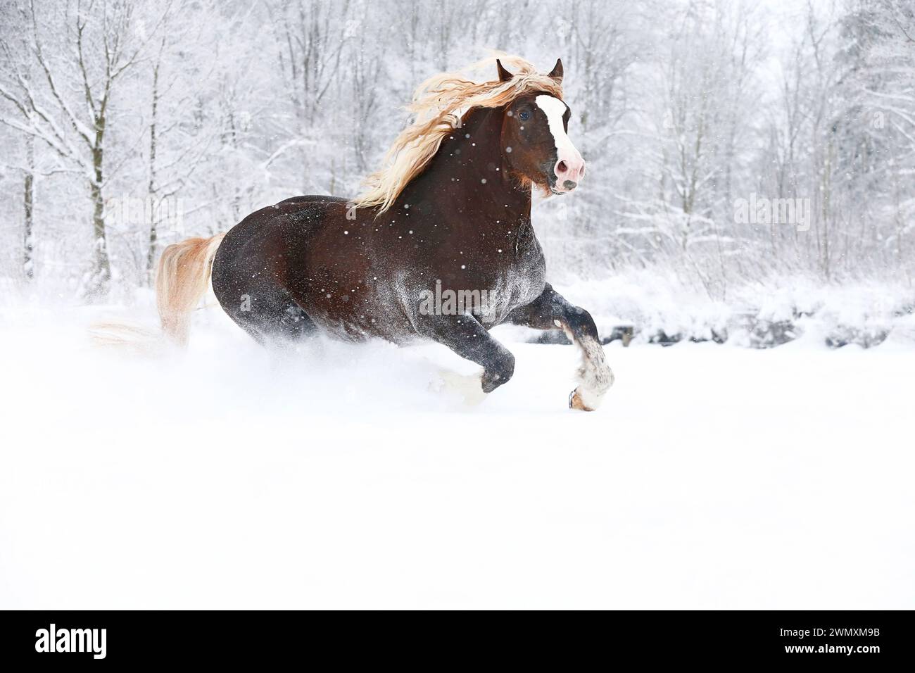 Foresta nera Draughthorse. Lo stallone Victor sfrecciava nella neve. Germania Foto Stock