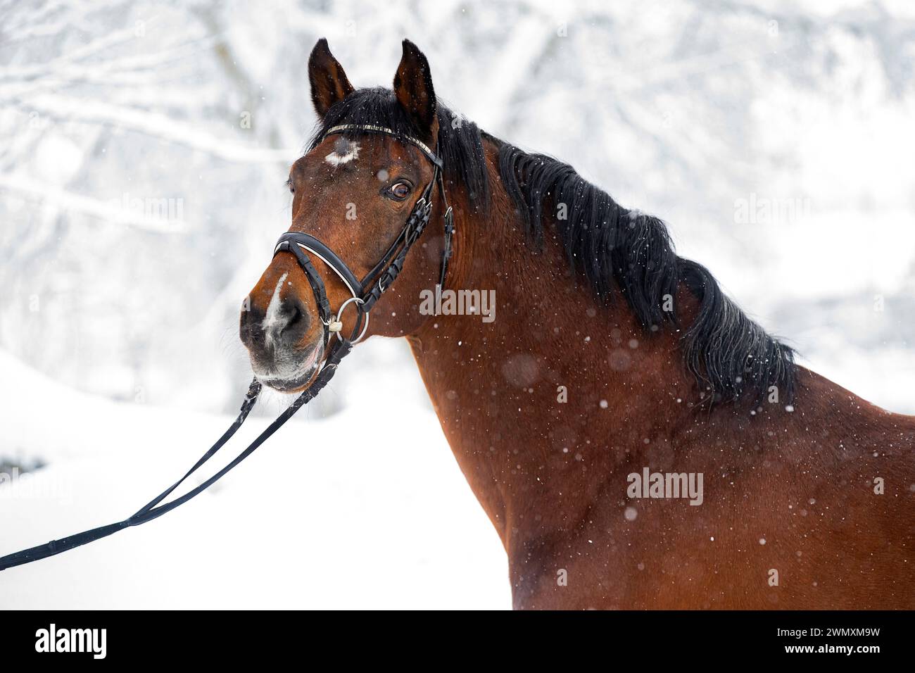 Holsteiner Horse. Ritratto dello stallone della baia in caduta di neve. Germania Foto Stock