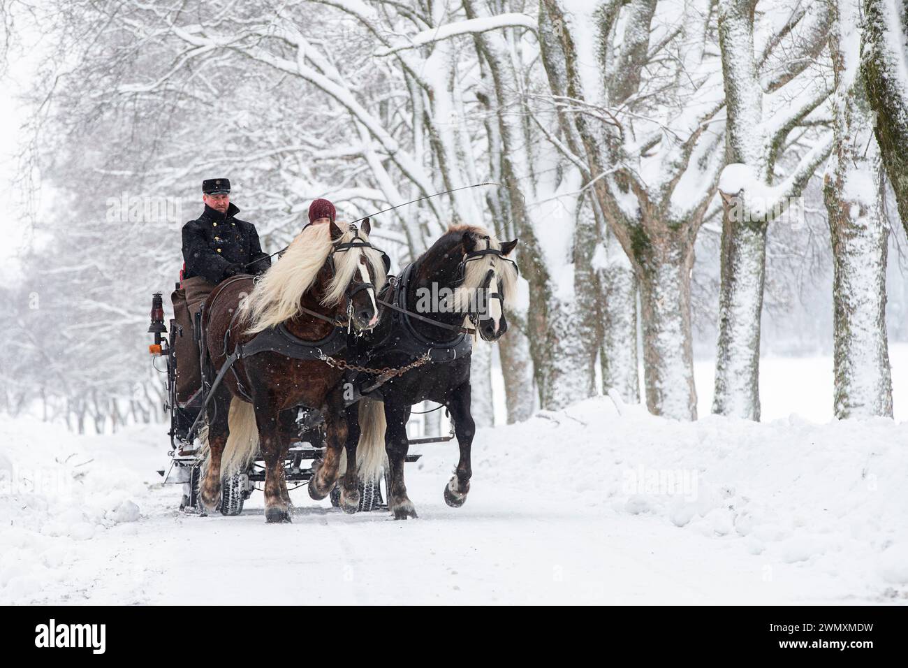 Foresta nera Draughthorse. Due stalloni che tirano una slitta. Germania Foto Stock