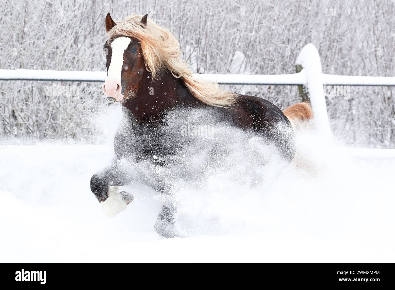 Foresta nera Draughthorse. Lo stallone Victor sfrecciava nella neve. Germania Foto Stock