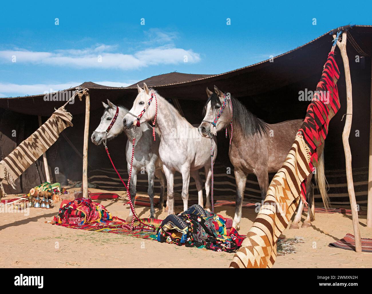 Cavallo Arabo di razza. Le marine Rafi qa, Muayadah e Shumookh del prigioniero della principessa Alia di Giordania si trovano in una tenda Foto Stock