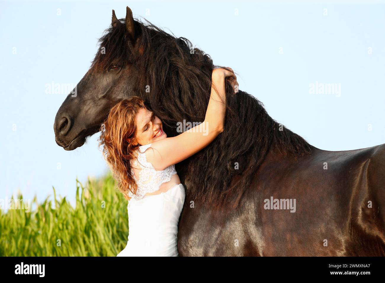 Cavallo friesiano. Jana Baade in un abito bianco abbraccia il suo nero gelding davanti a una cintura a canne. Germania Foto Stock