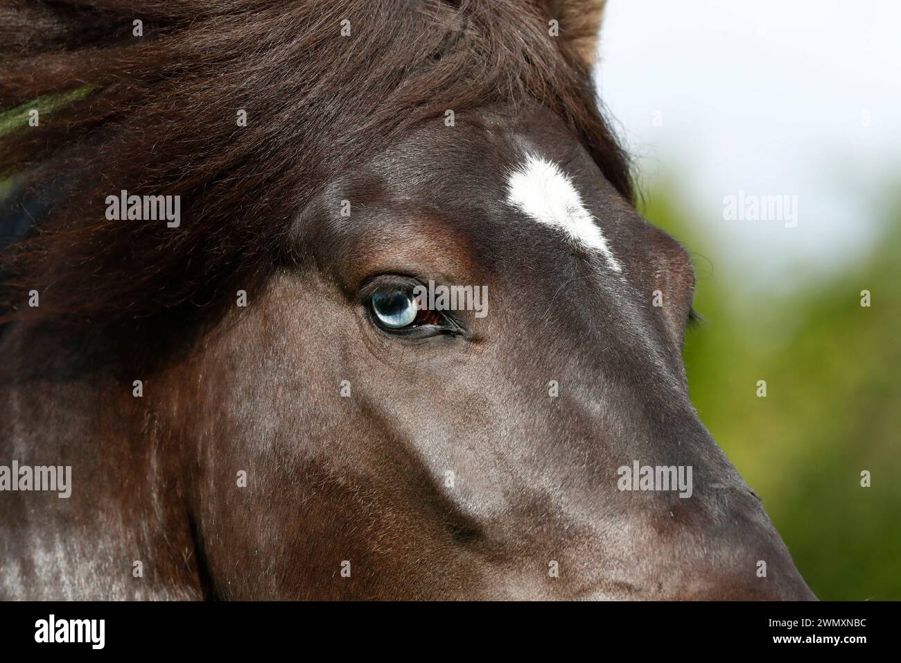 Cavallo islandese. Stallone nero Skor fra Visindahofi con occhi blu, ritratto. Germania Foto Stock
