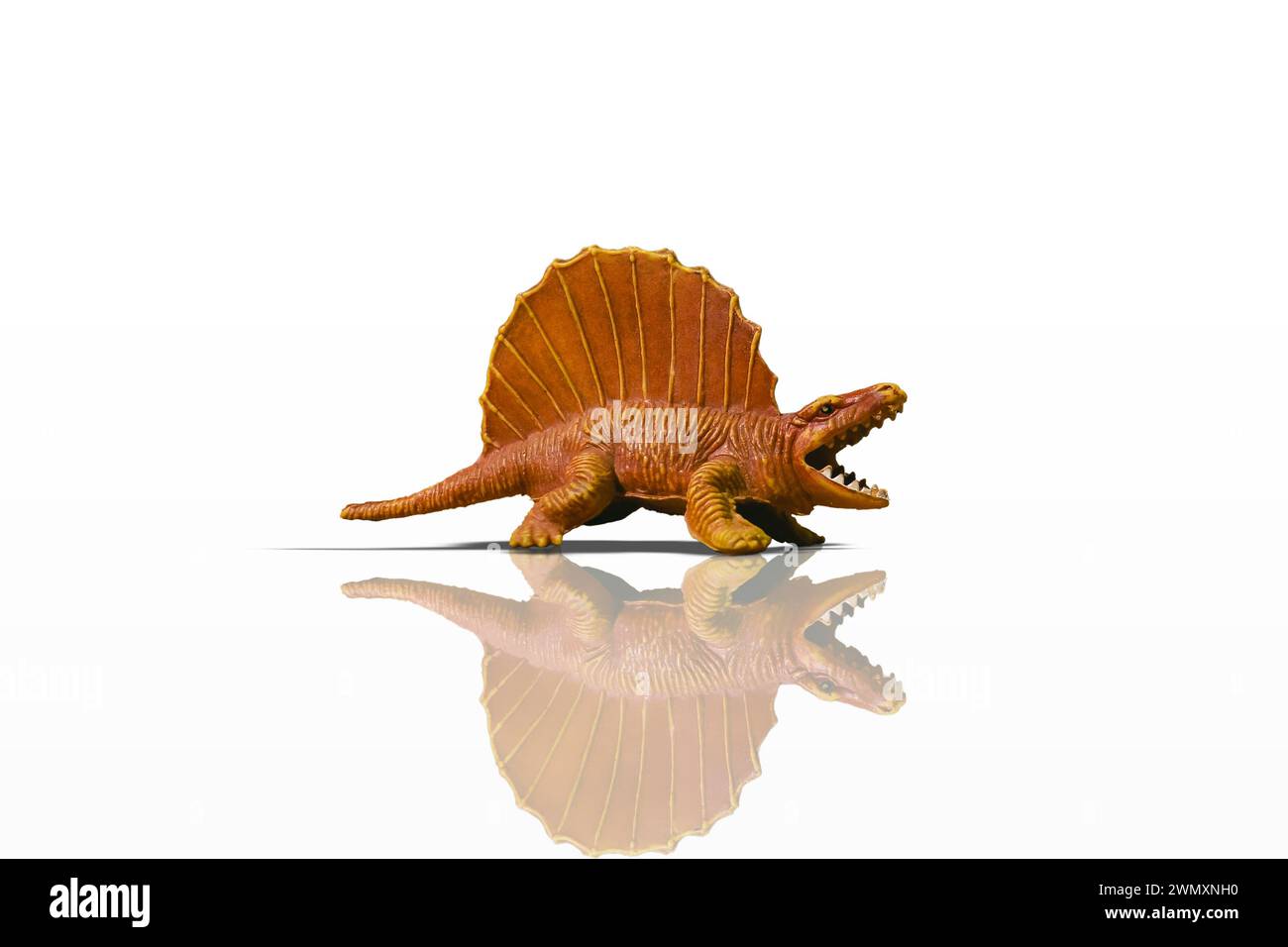 Statuetta di dinosauro Dimetrodon arancione aggressiva isolata su sfondo bianco con riflessi e ombre aggiuntivi Foto Stock
