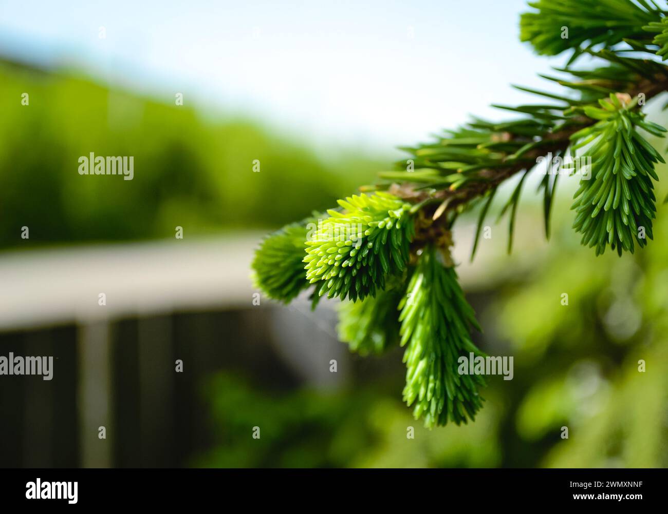 Primo piano di un giovane ramo di abete rosso e dei suoi aghi verdi in bokeh Foto Stock