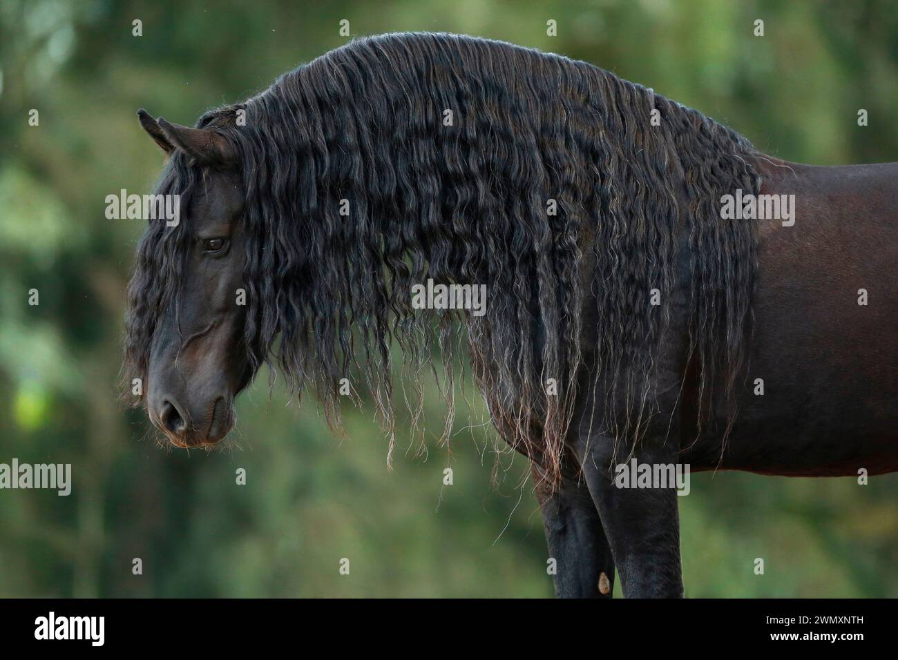 Cavallo frisone. Ritratto dello stallone Ronilia Dekota. Sudafrica. Foto Stock