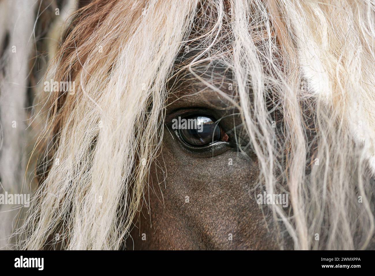 Cavallo della Foresta Nera. Primo piano dell'occhio. Germania. Foto Stock