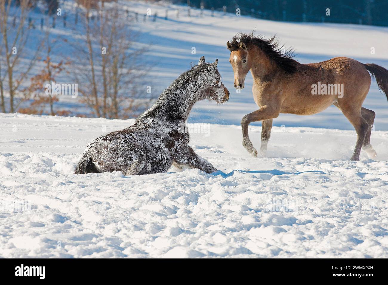 Cavallo arabo di razza pura. Due giovani canne che giocano sulla neve. Marbach Stud, Baden-Wuerttemberg, Germania Foto Stock