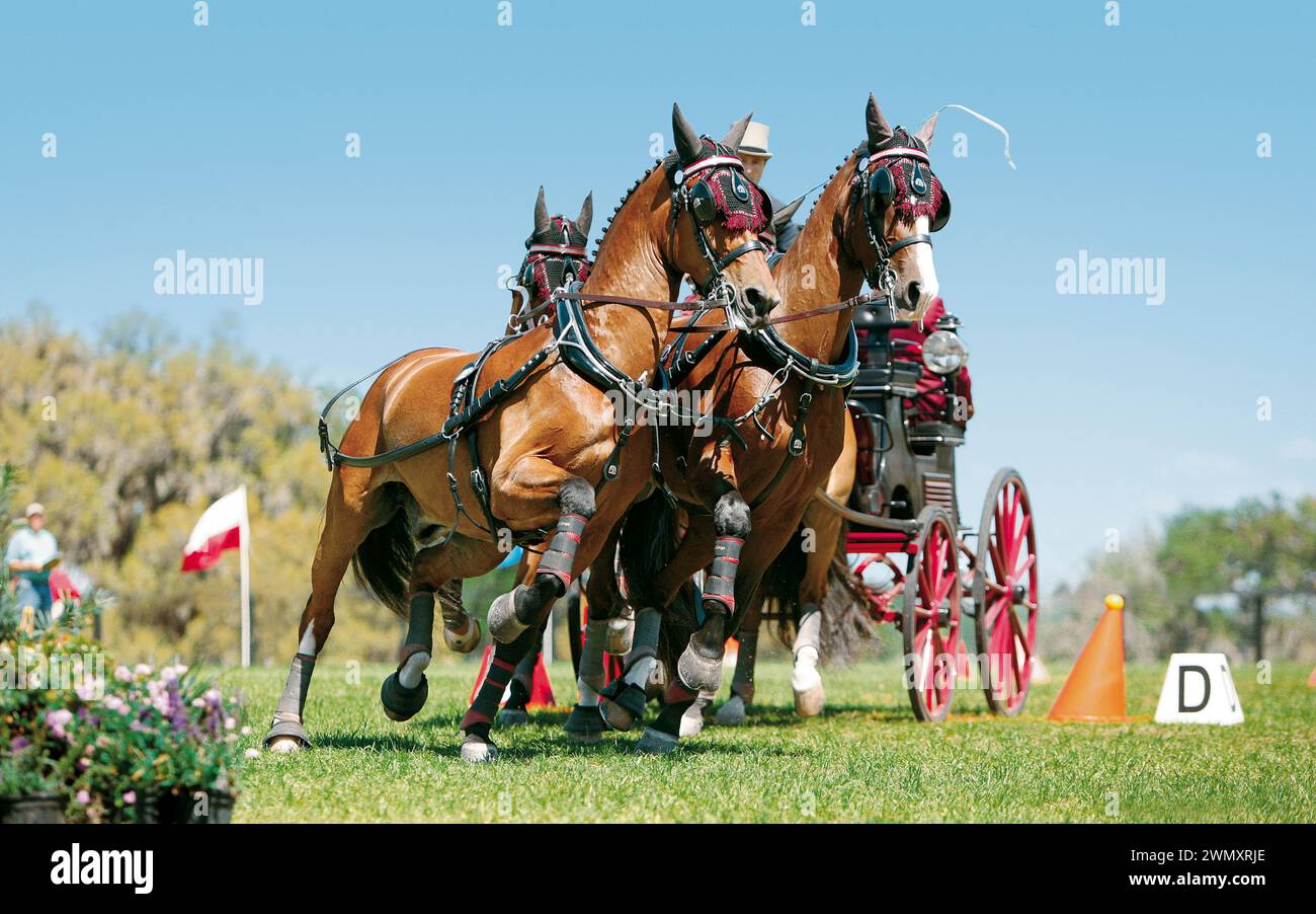 Guida sportiva equestre con Chester Weber. Foto Stock
