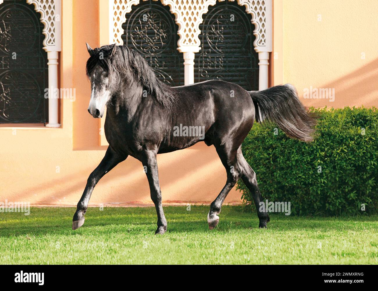 Barb Horse. Il giovane stallone Tawfiq trots in un cortile. Haras Royal de Bouznika, Marocco Foto Stock