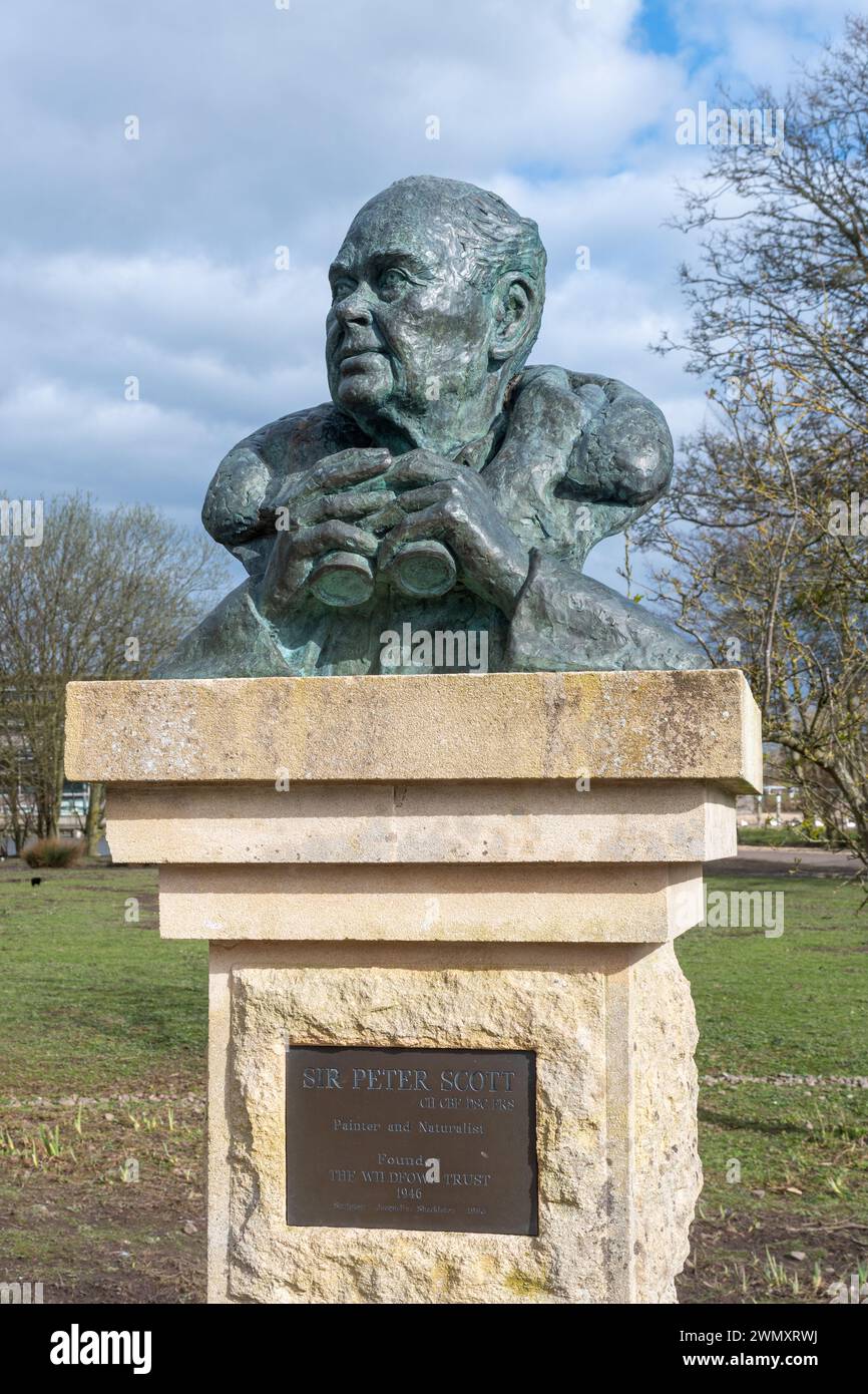 Statua di bronzo o busto del conservazionista Sir Peter Scott con binocolo al WWT Slimbridge Wetland Centre, Gloucestershire, Inghilterra, Regno Unito Foto Stock
