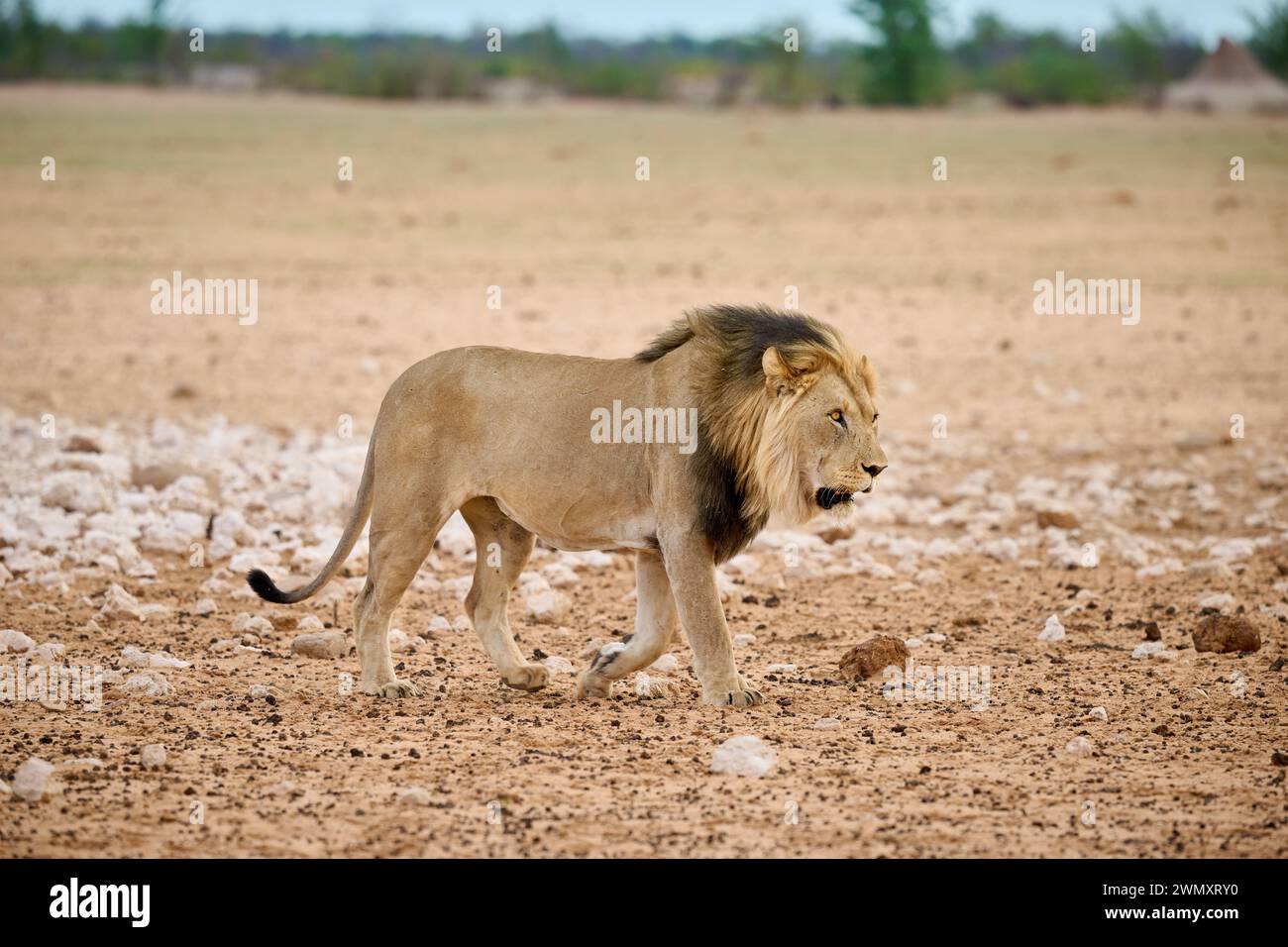 Leone maschile (panthera leo) che pattuglia il suo territorio, il Parco Nazionale di Etosha, Namibia, Africa Foto Stock