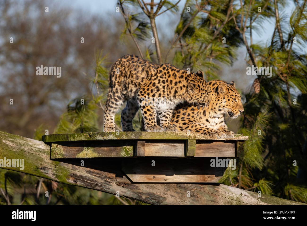 Amare madre e figlia Leopards sulla piattaforma Foto Stock