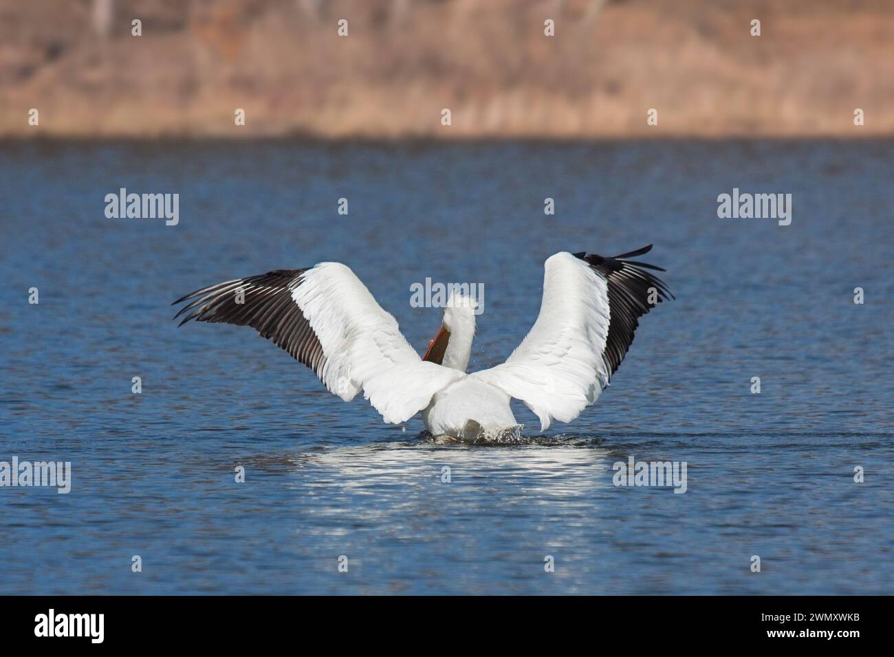 Un angelico pelican distende le sue ali in tutta l'acqua blu. Come l'Americano bianco pellicano sorge fuori del lago si ammira il golden brown foresta di t Foto Stock