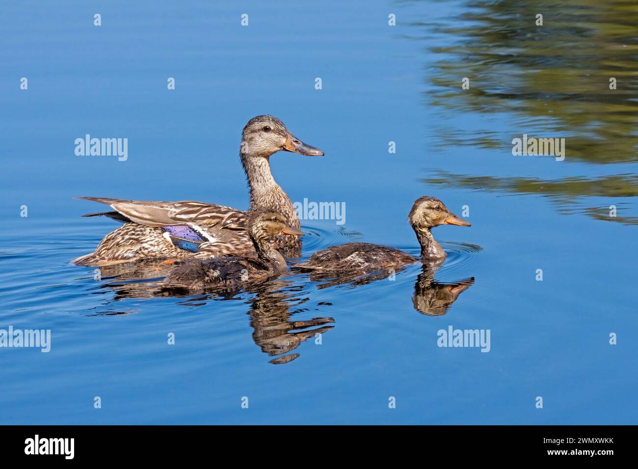 Nelle acque blu di un lago tranquillo una madre mallard nuota con i suoi due anatroccoli. Foto Stock