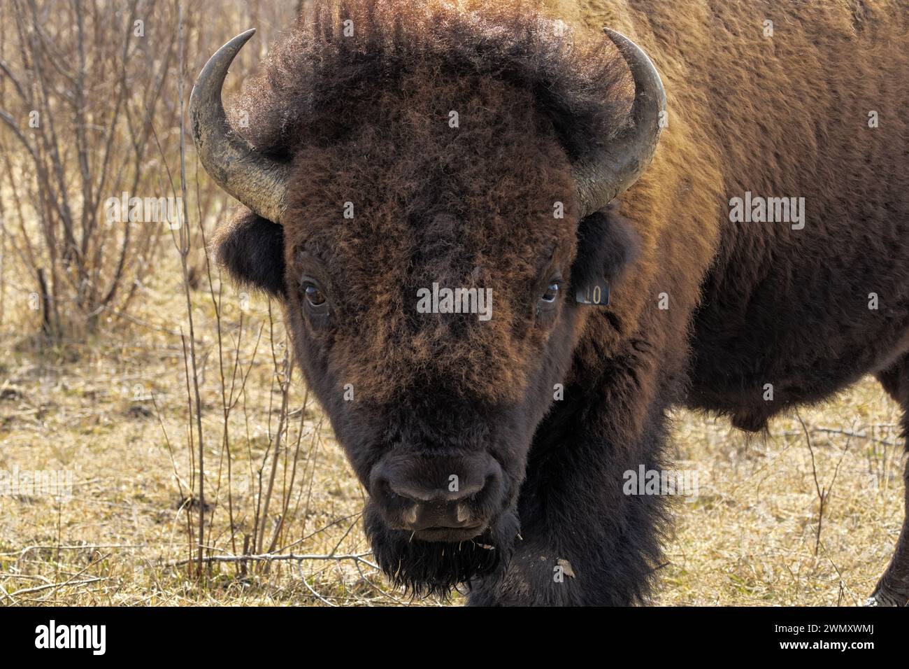 Un bufalo fissa curiosamente il fotografo. Questo ritratto della testa di un bisonte mostra i dettagli delle sue corna e la consistenza della superficie dei suoi peli del viso Foto Stock