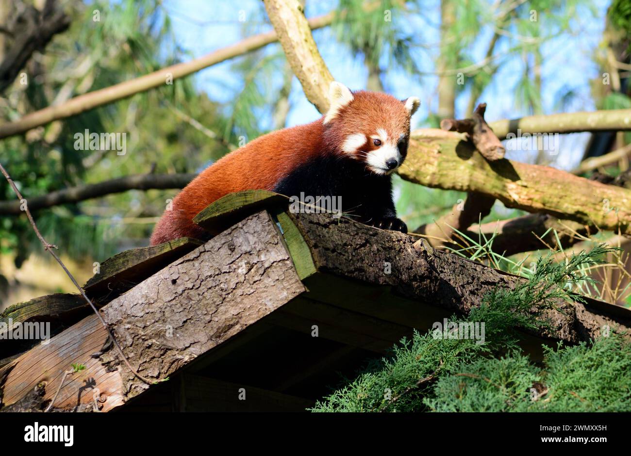 Un Red Panda nel suo recinto allo Zoo di Paignton, Devon. Foto Stock