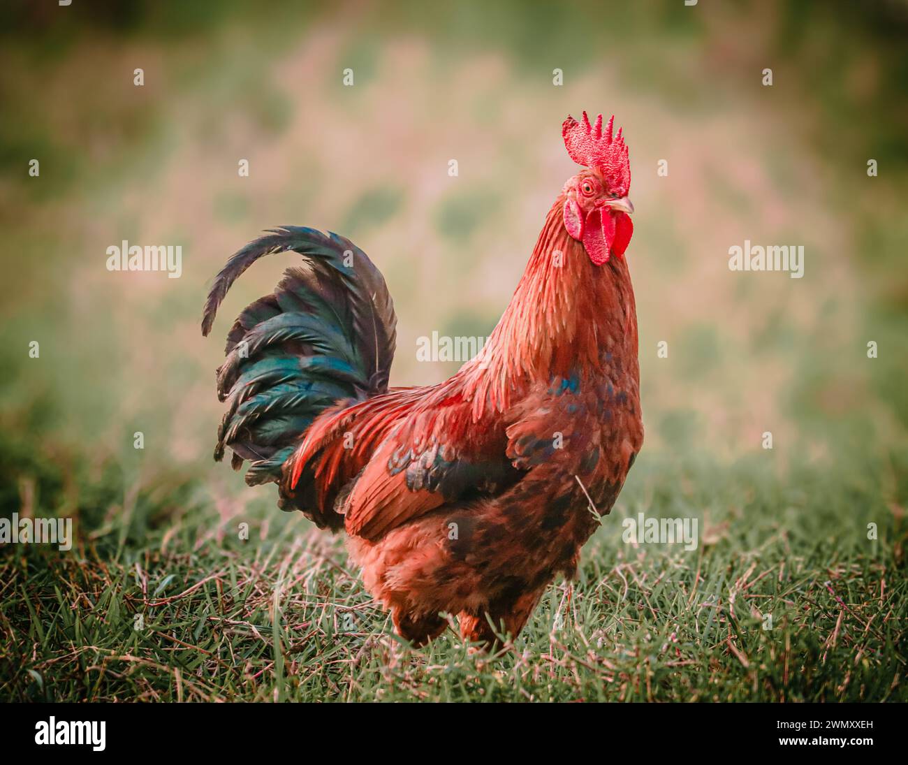 Il maestoso Gallo Rosso si aggira in un lussureggiante campo verde al tramonto Foto Stock