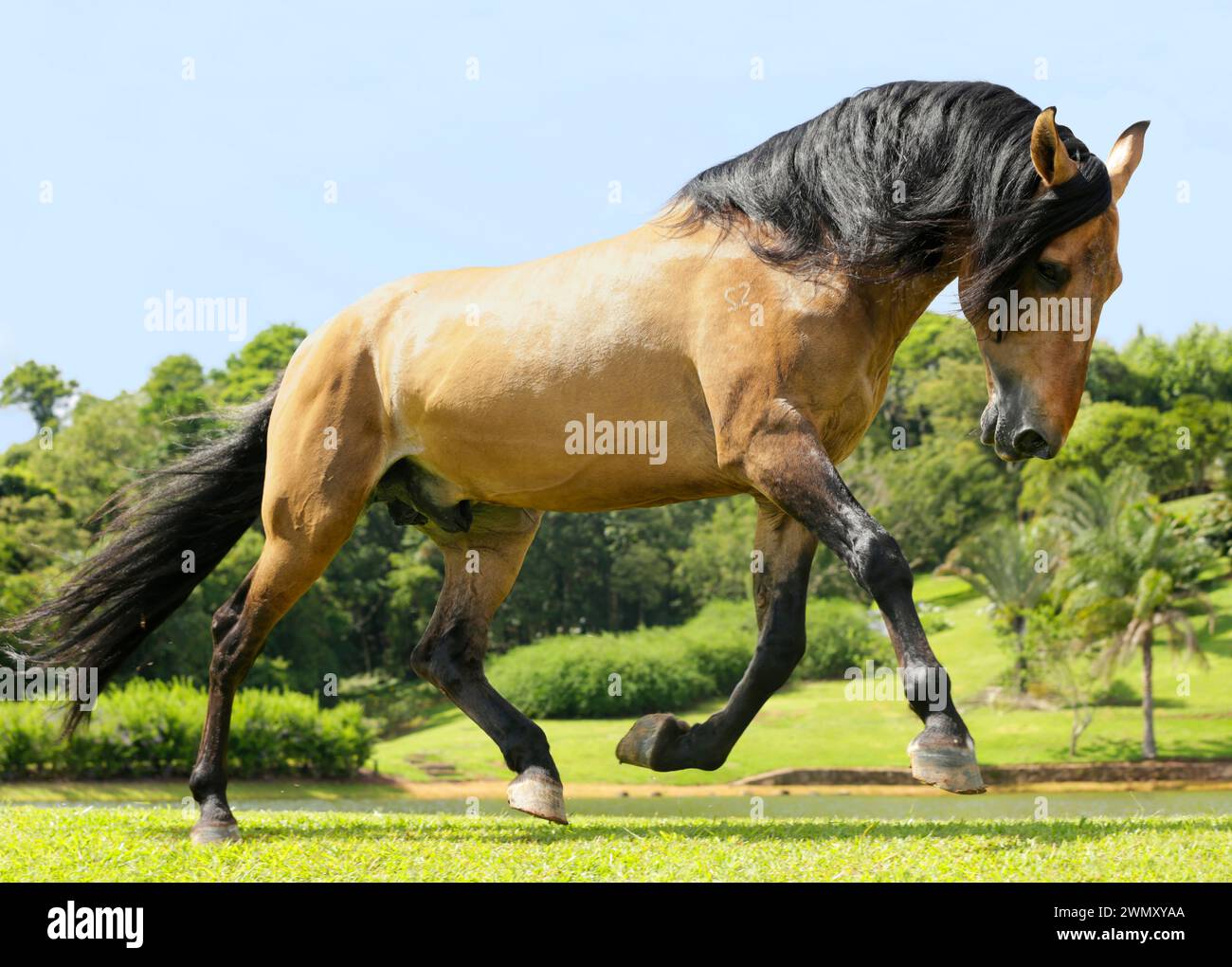 Cavallo di Campolina. Stallone in pelle di bue galoppante in un pascolo. Brasile Foto Stock