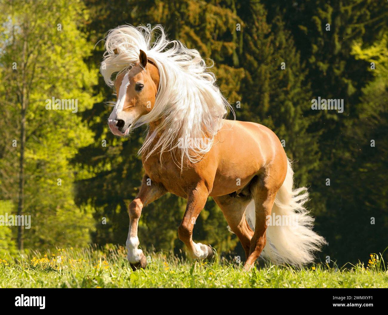 Haflinger Horse. Lo stallone Amor galoppa in un prato d'estate. Germania Foto Stock