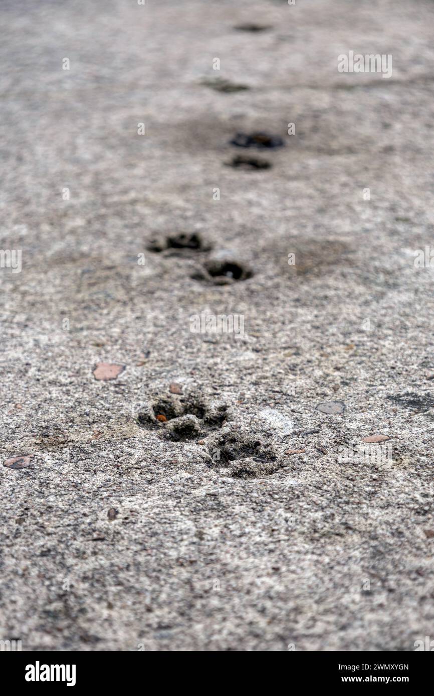 Stampe Cat PAW impresse su un percorso in cemento. Carta da parati con impronta animale. Messa a fuoco selettiva. Pavimento di cemento danneggiato, problemi in cantiere Foto Stock
