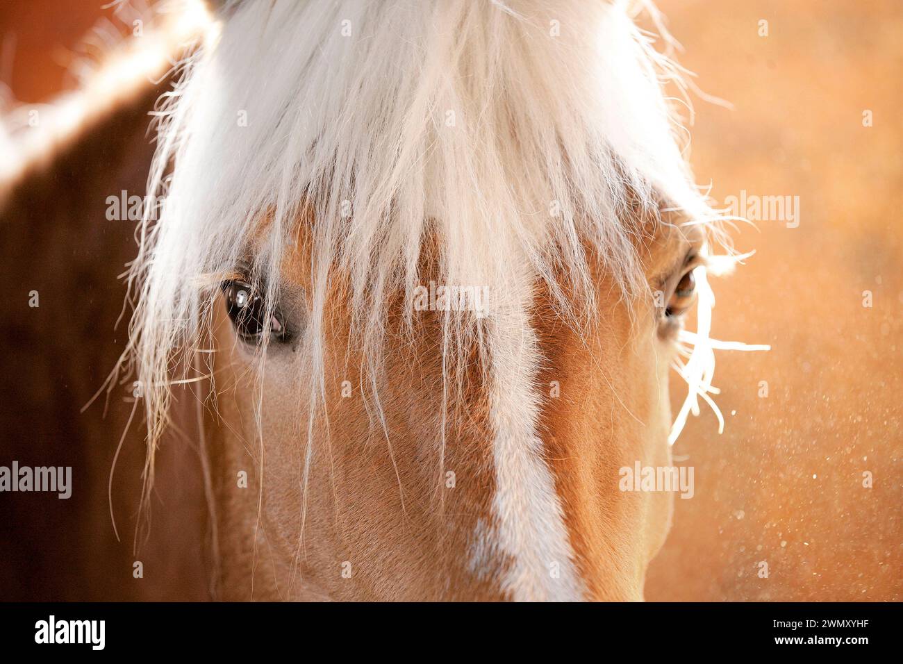 Haflinger. Il dolce sguardo di un mare nella calda luce della sera, Haflingerhof Rosshaupten Foto Stock