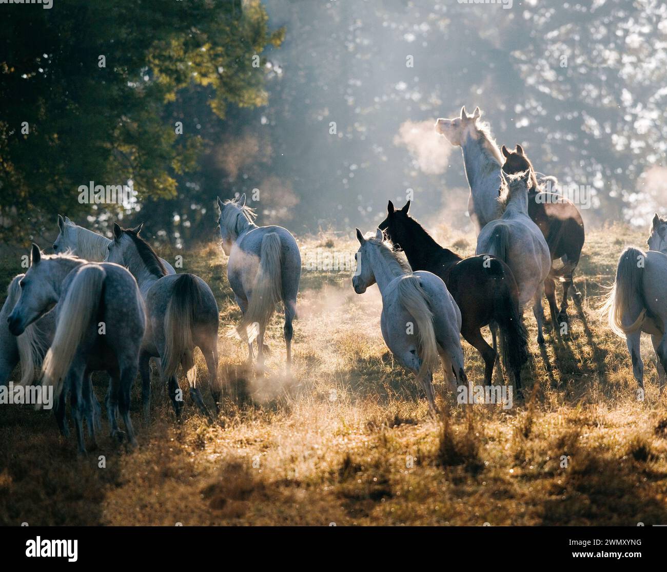 Cavallo Arabo di razza. Branco di galoppi in luce mistica. Stud Marbach, Germania Foto Stock