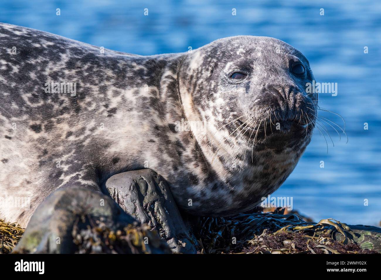 Islanda, regione Vesturland, penisola di Snaefellsnes, Ytri-Tunga, foca del porto (Phoca vitulina) Foto Stock