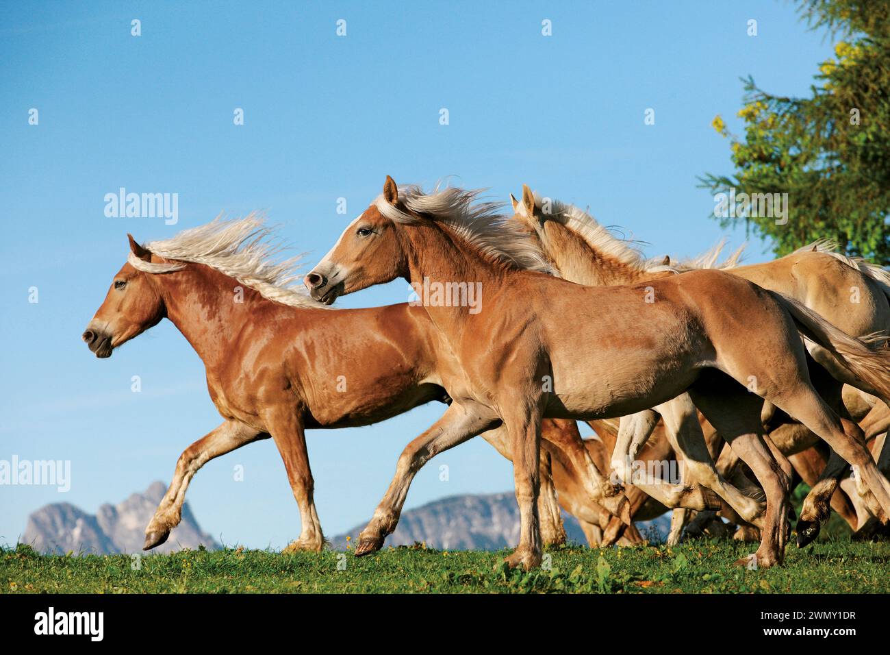 Haflinger. Giovani stalloni goditi l'estate su un pascolo di montagna nell'Allgaeu. Baviera, Germania Foto Stock