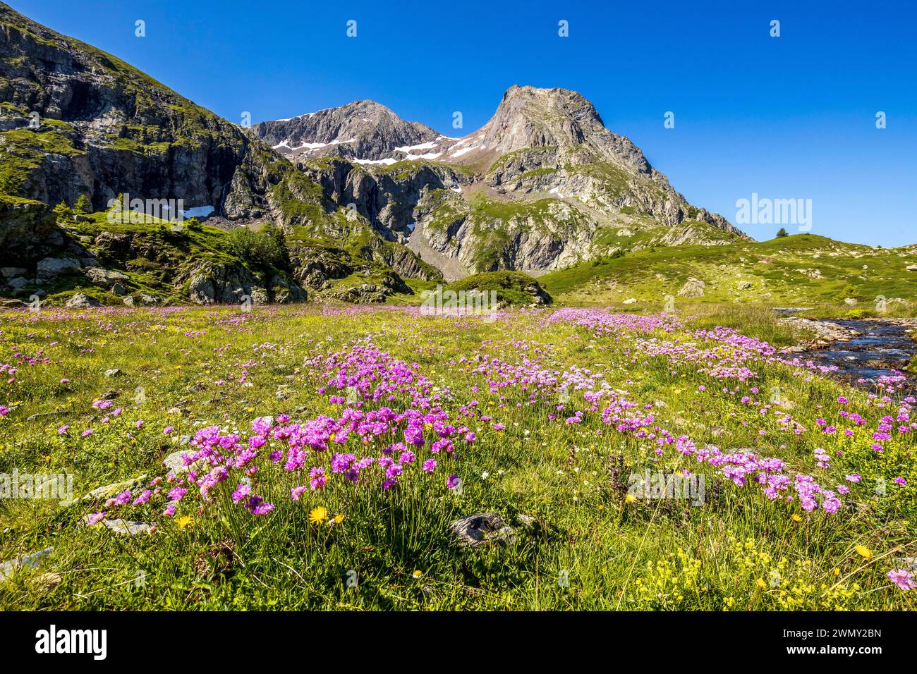 Francia, Isère, Matheysine, massiccio di Taillefer, escursioni all'Altopiano dei lacci (2068 m) con il sentiero GR 50, Lac de l'Agneau (2039 m), prato fiorito di Alpine Thrift (Armeria alpina) e vetta del Taillefer (2857 m) Foto Stock