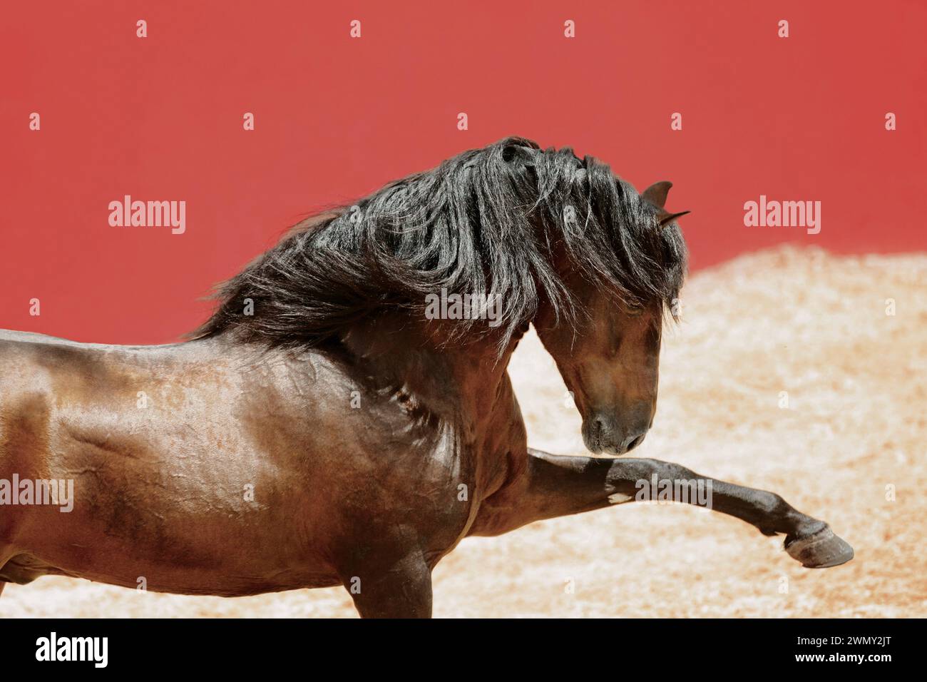 Puro cavallo spagnolo, andaluso. Stallone della baia in un'arena, che esegue la Spanish Walk Spain Foto Stock