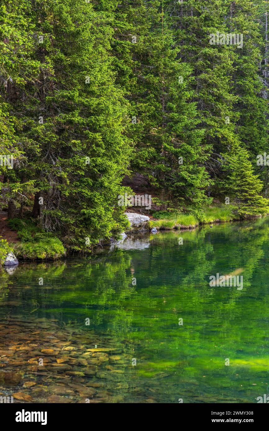 Francia, Isère, Matheysine, lago di Poursollet (1649 m) circondato da abeti nel massiccio di Taillefer Foto Stock