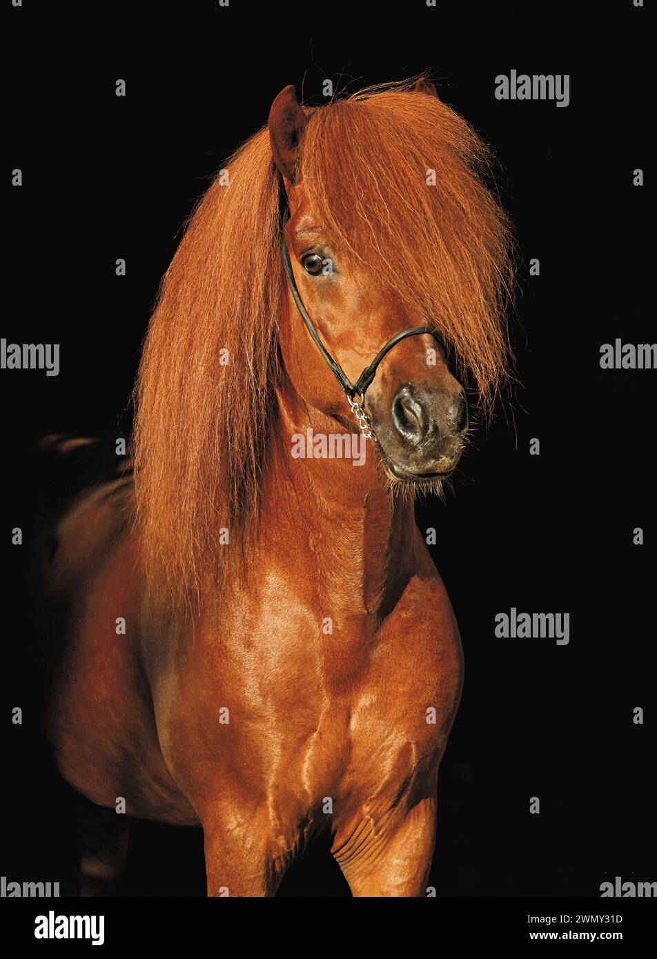 Cavallo islandese. Ritratto di uno stallone di castagno, visto su sfondo nero. Germania Foto Stock