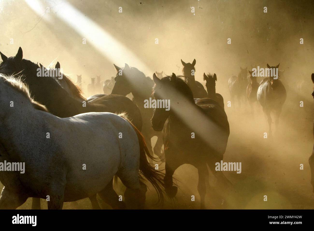 Puledri e puledri friesiani presso l'allevamento di cavalli Geyerspan, Sudafrica Foto Stock