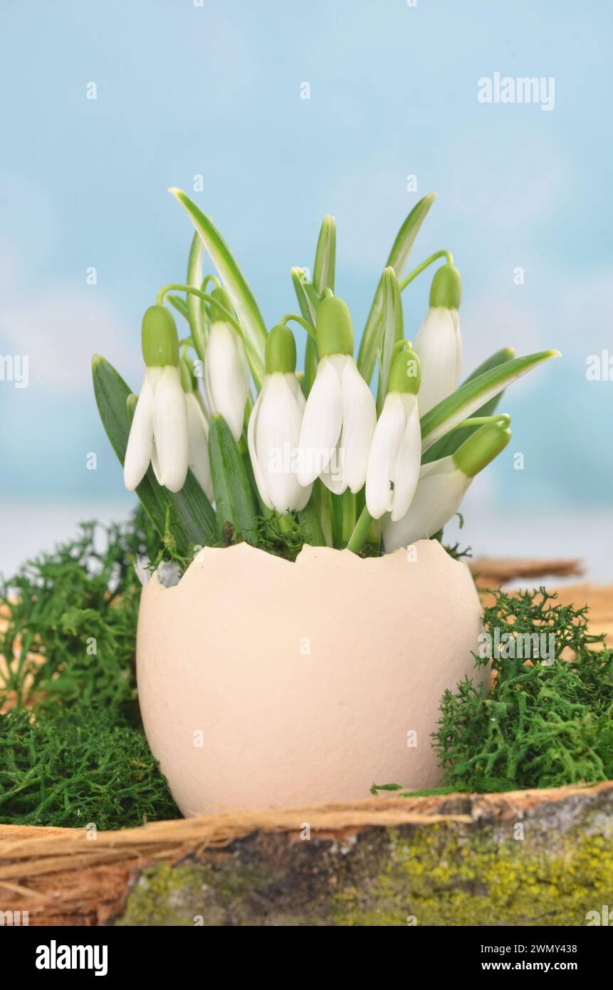 Piccoli fiori bianchi di primavera - gocce di neve - in un guscio di uovo decorato con muschio. Profondità di campo ridotta. Foto Stock