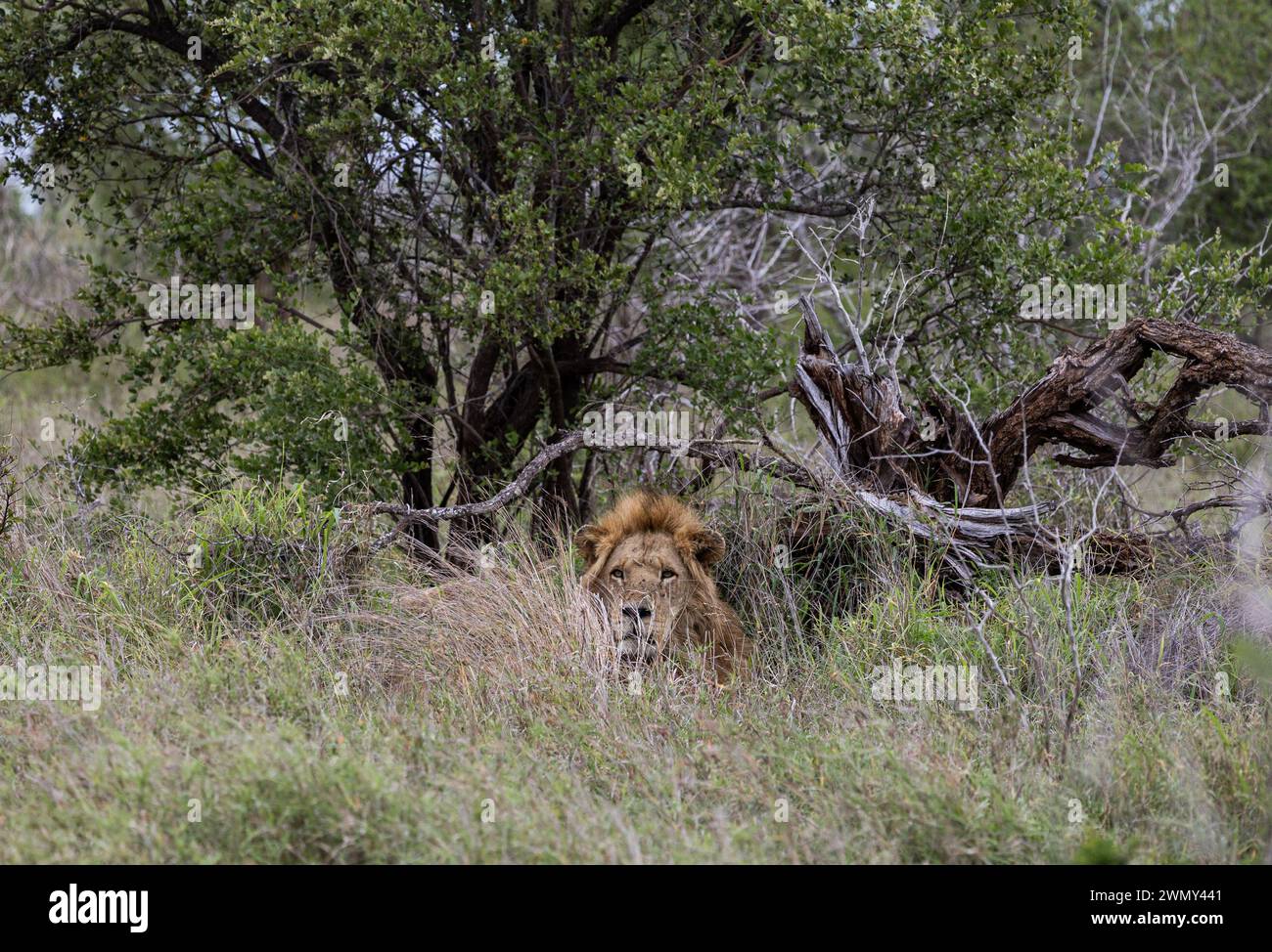 Un grande e bellissimo leone africano che guarda in macchina fotografica, un habitat naturale selvaggio, giace su erba verde. Safari Sud Africa savannah. Sfondo animali da parati fauna selvatica. Parco nazionale di Kruger Foto Stock