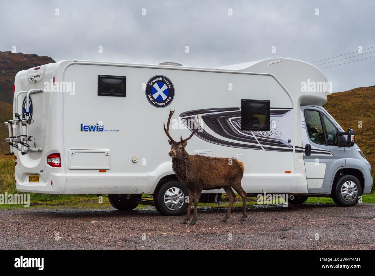 Regno Unito, Scozia, Highlands, North Coast 500 Route, Kinlochewe, cervo rosso (Cervus elaphus) durante il periodo di taglio davanti a un camper Foto Stock