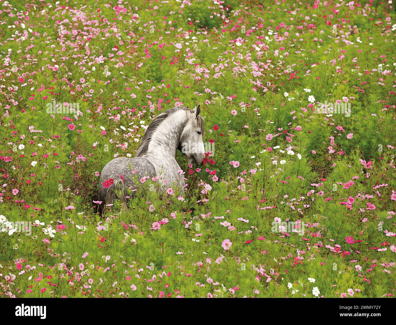 Percheron. Stallone in piedi nei fiori di Aster messicano. Francia Foto Stock