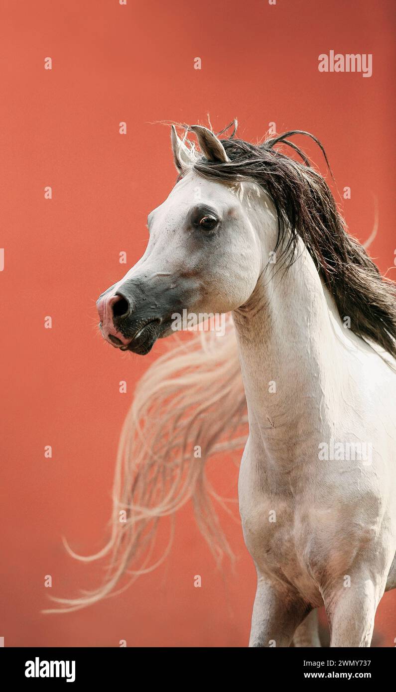 Cavallo arabo. Lo stallone grigio Rayyan Albadeia di fronte a un muro rosso in Egitto Foto Stock