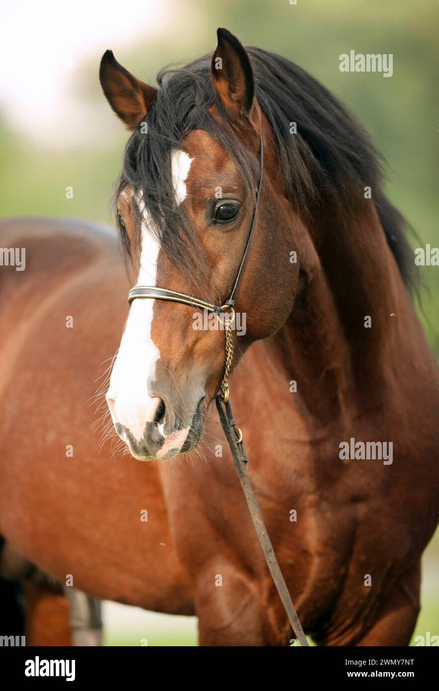 Barb Horse. Ritratto dello stallone della baia. Marocco Foto Stock